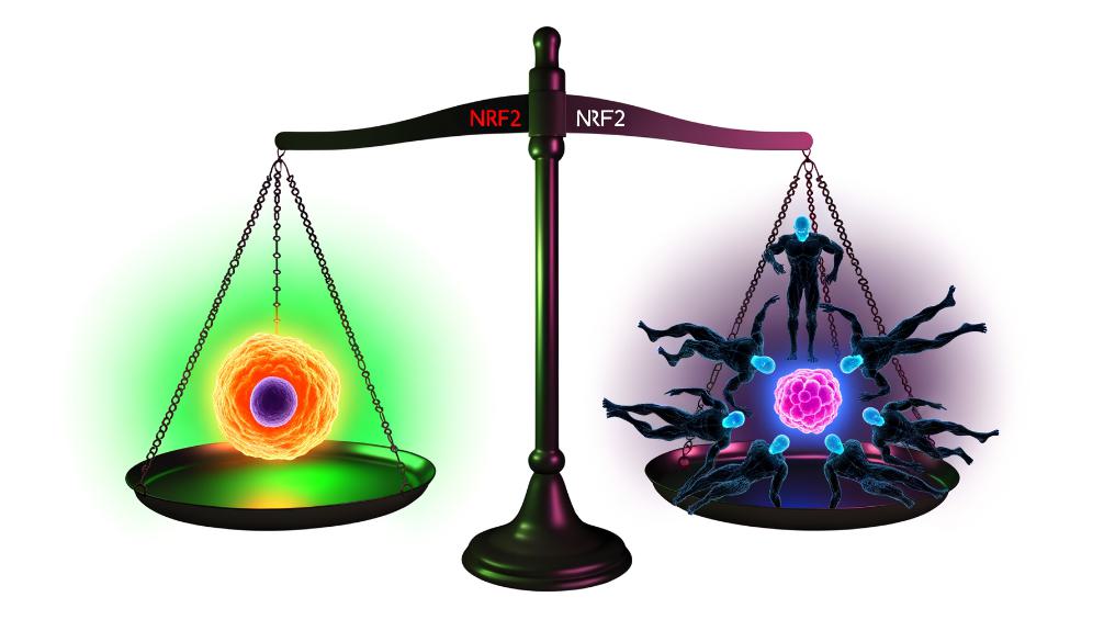 importance of nrf2 modulation